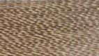 Shingle Fawn