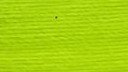 Vivid Lime Green